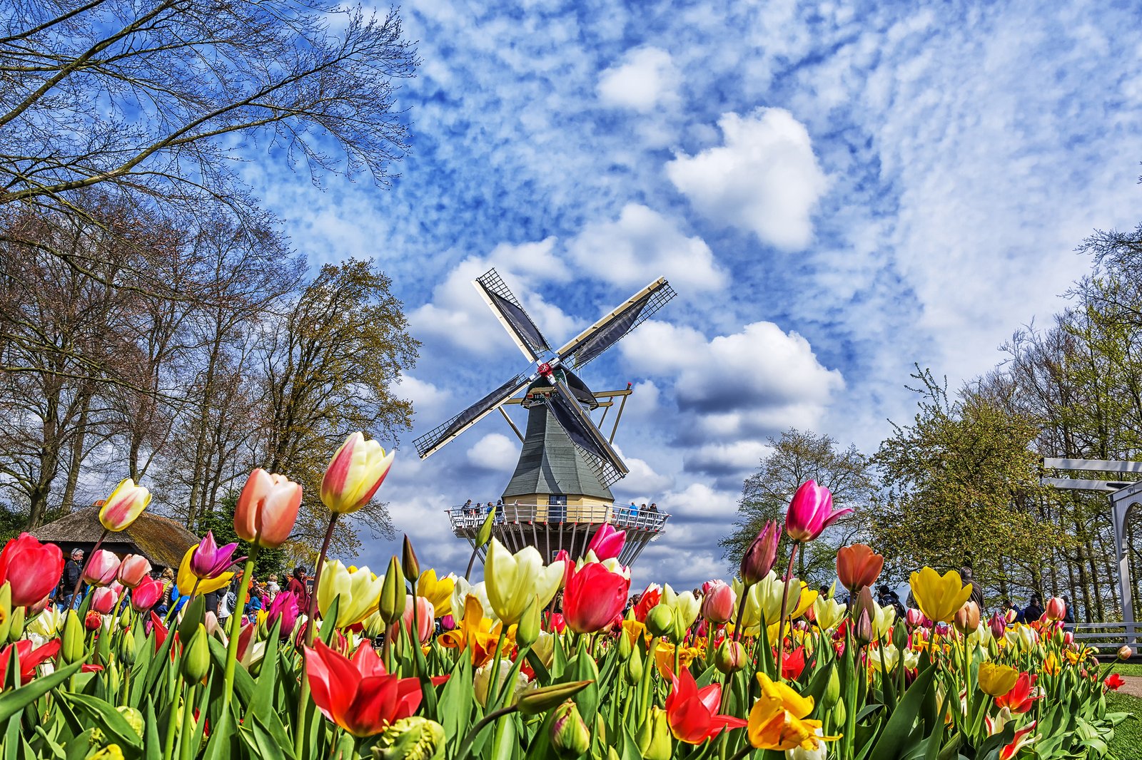 Tulips in Bloom at Keukenhof Park, Netherlands